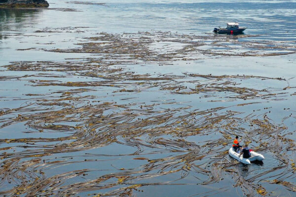 A small boat travel through a kelp forest