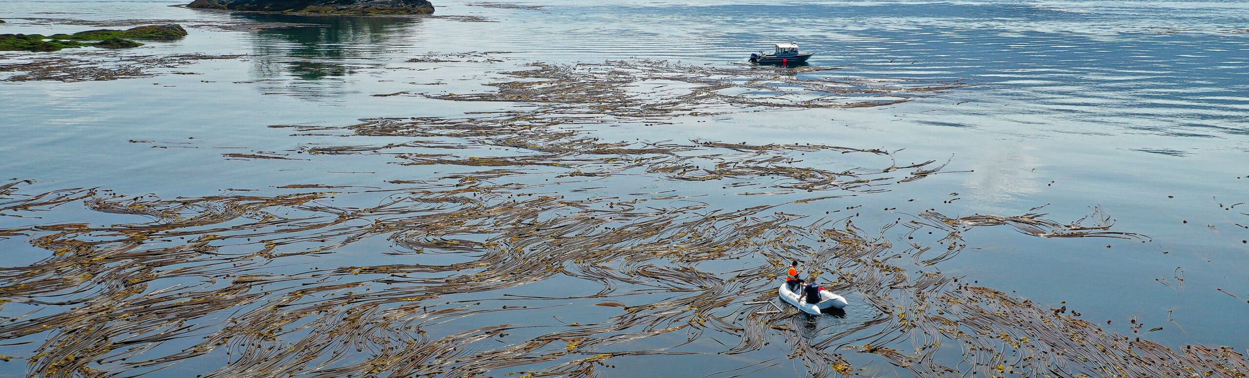 A small boat travel through a kelp forest