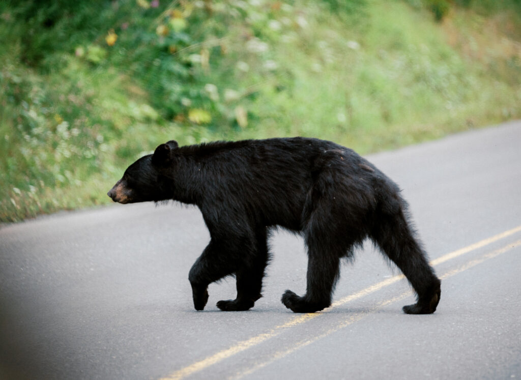 ID: a slim black bear cross the paved road toward green berry bushes