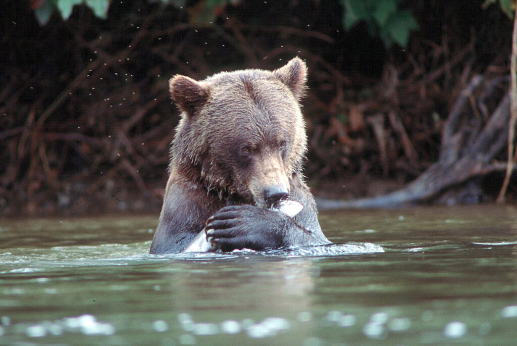 ID: Brown bear sits shoulder deep in river eating a silver fish while staring at you