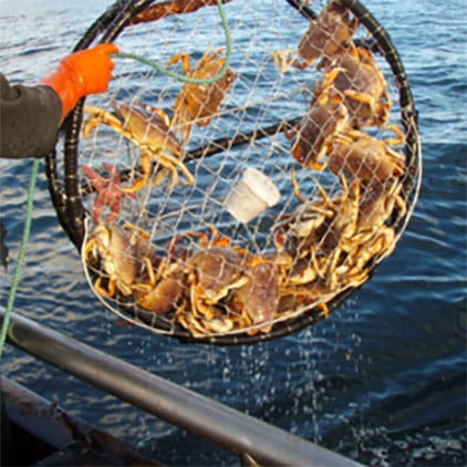 A trap filled with Dungeness crab. Photo Credits: Ed Bierman (CC by 2.0); CDFW by Christy Juhasz (CC by 2.0)