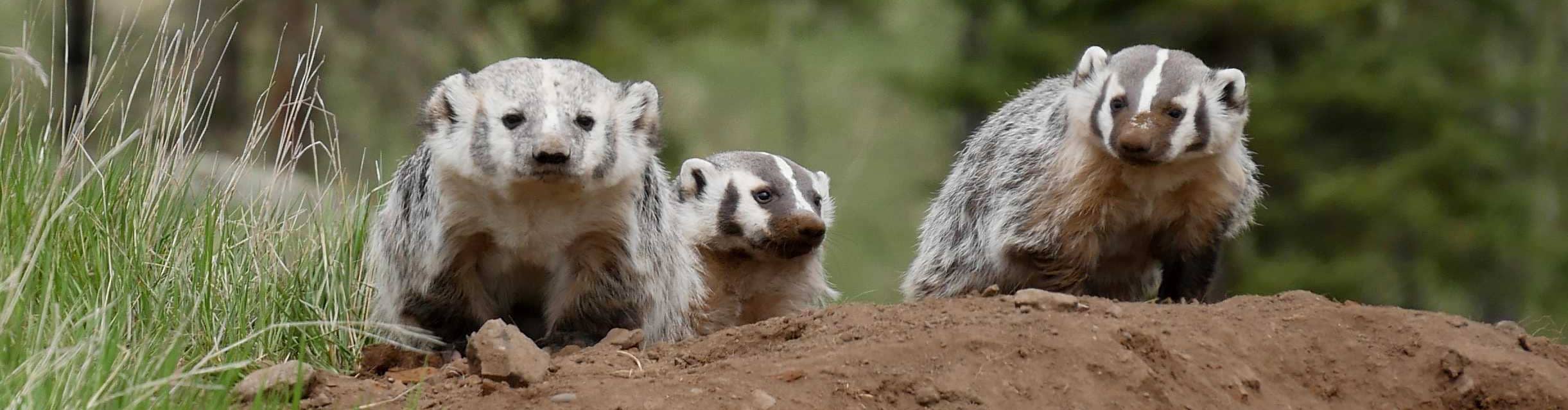 Due to the 4-day work week, staff have been able to spend more time in nature, such as watching this family of badgers.