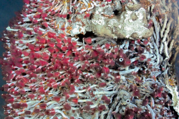 Ocean Networks Canada (CC BY-NC-SA 3.0), Flickr