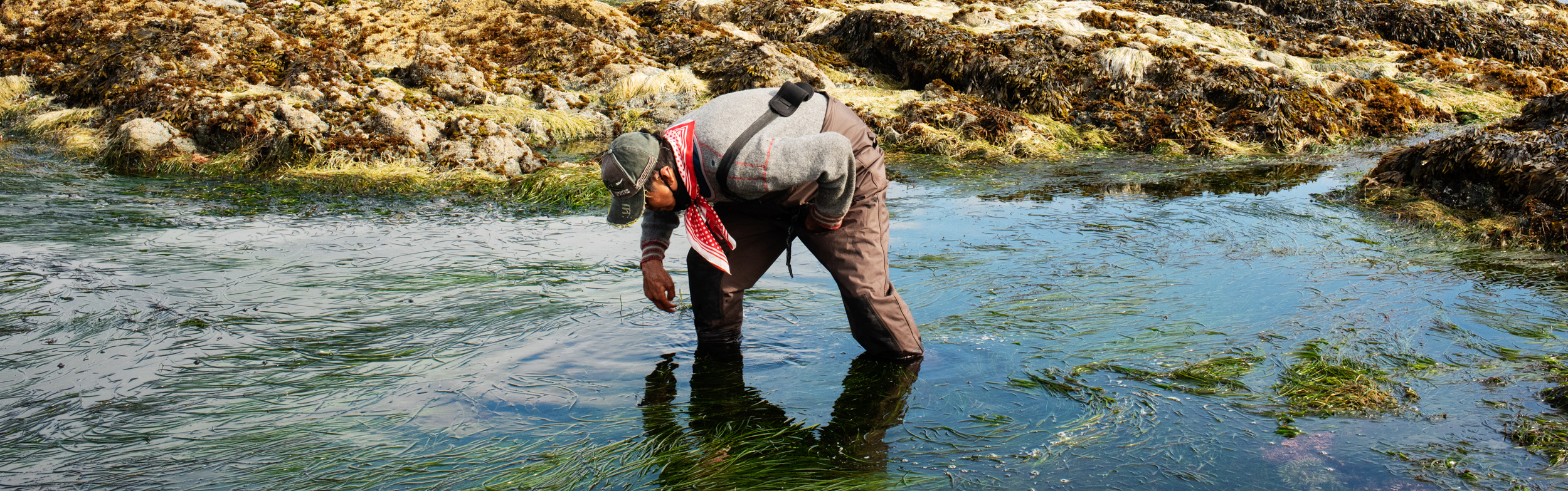 Photo by Troy Moth as part of the Lichen project. Nuchatlaht territory.