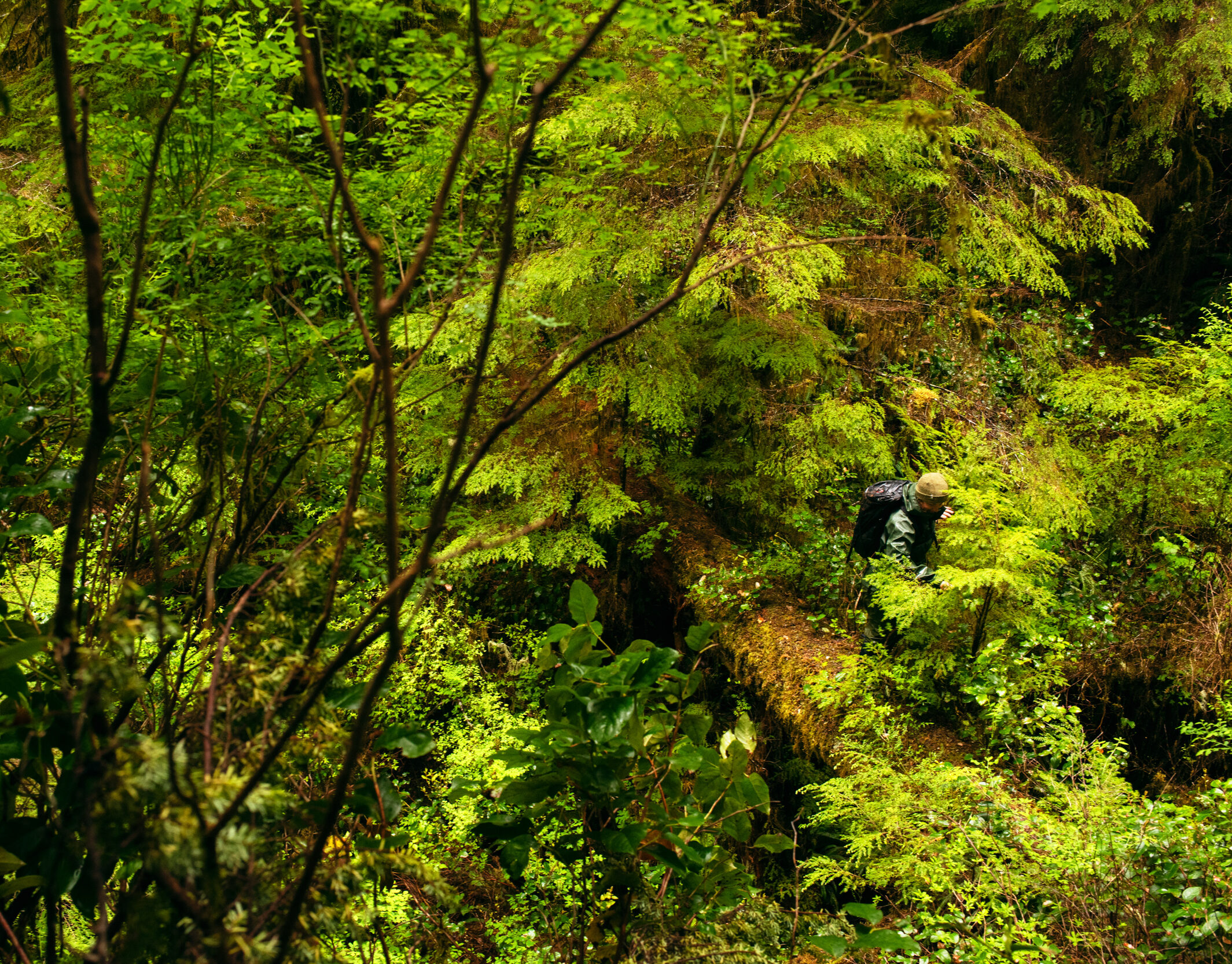 Photo by Troy Moth as part of the Lichen project. Nuchatlaht territory.