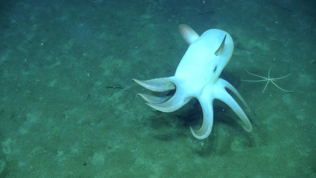 A ghostly white dumbo octopus swims above the seafloor