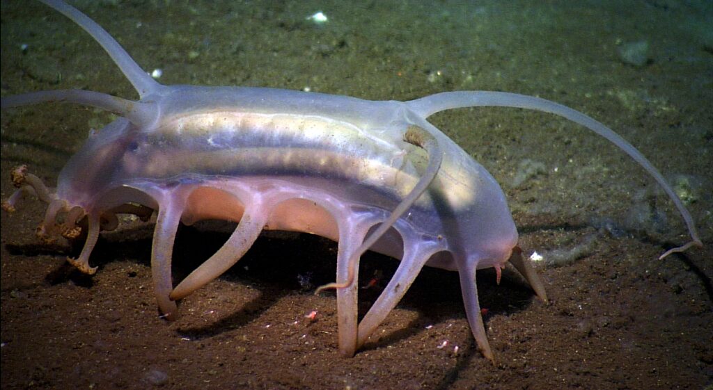 a pinkish sea cucumber called a sea pig uses it tentacle like legs to walk on the seafloor