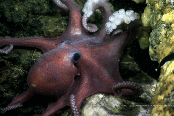 An purple red octopus hides in rocks on the sea floor
