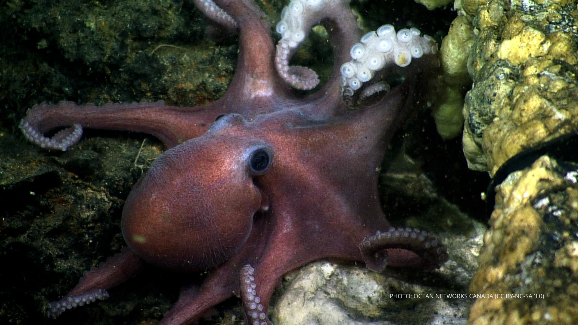 An purple red octopus hides in rocks on the sea floor