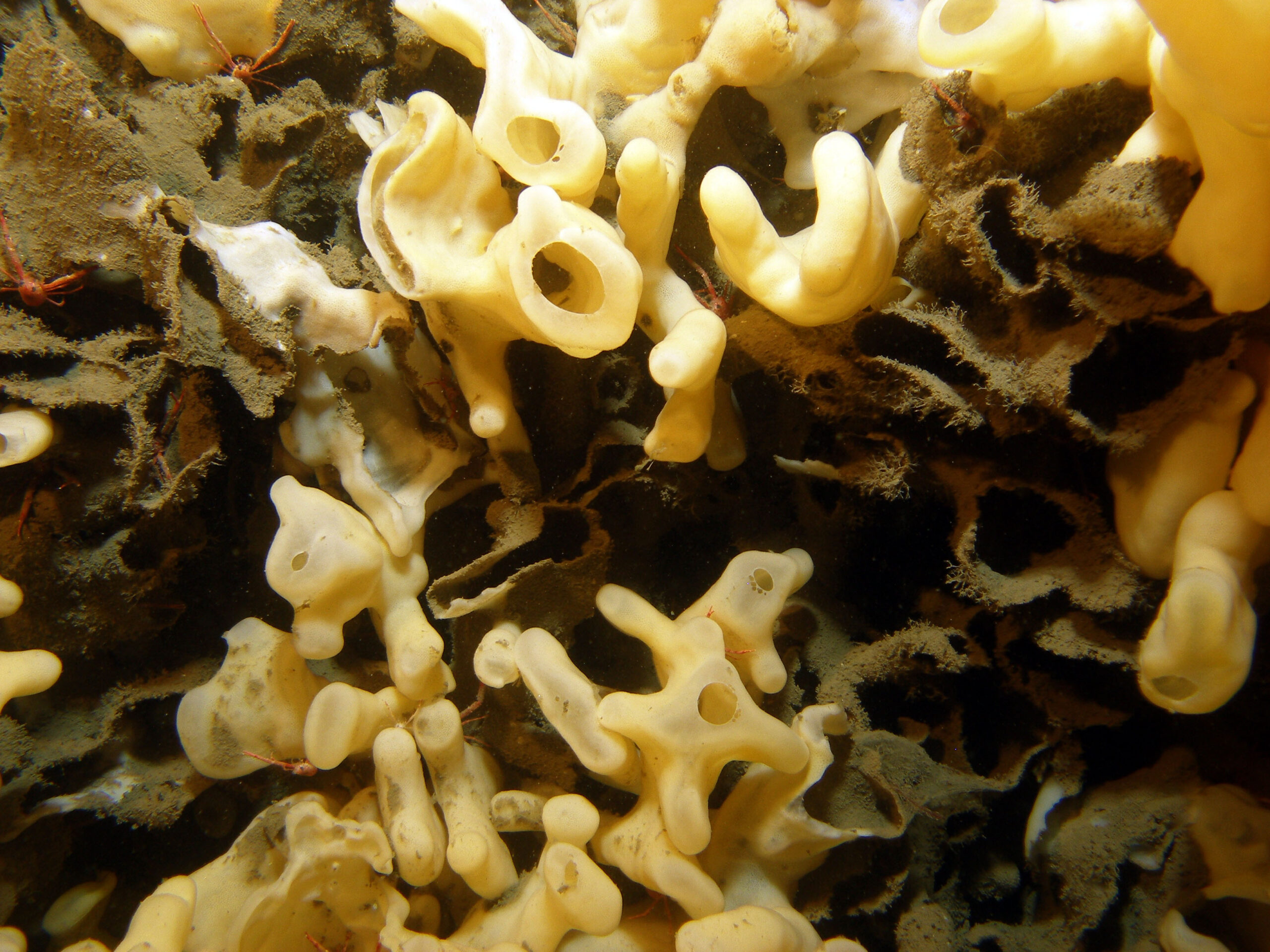 Close up of glass sponge reef. Photo by: Kim Conway