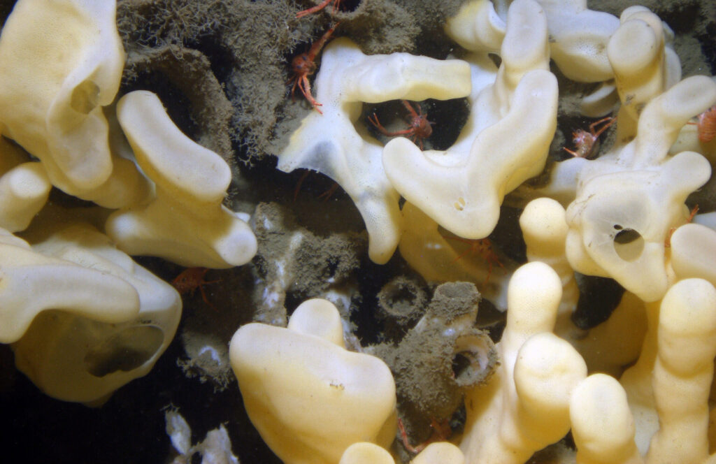 Glass sponge reefs in the Georgia Basin. Kim Conway photo