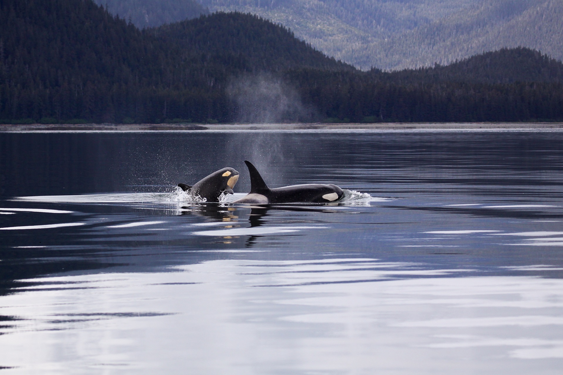 An orca and its calf poke their heads above the ocean surface with forested land in the background
