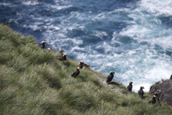 Tufted puffins stand in tussocks of grass overlooking the ocean, Photo by: Sabine Jessen