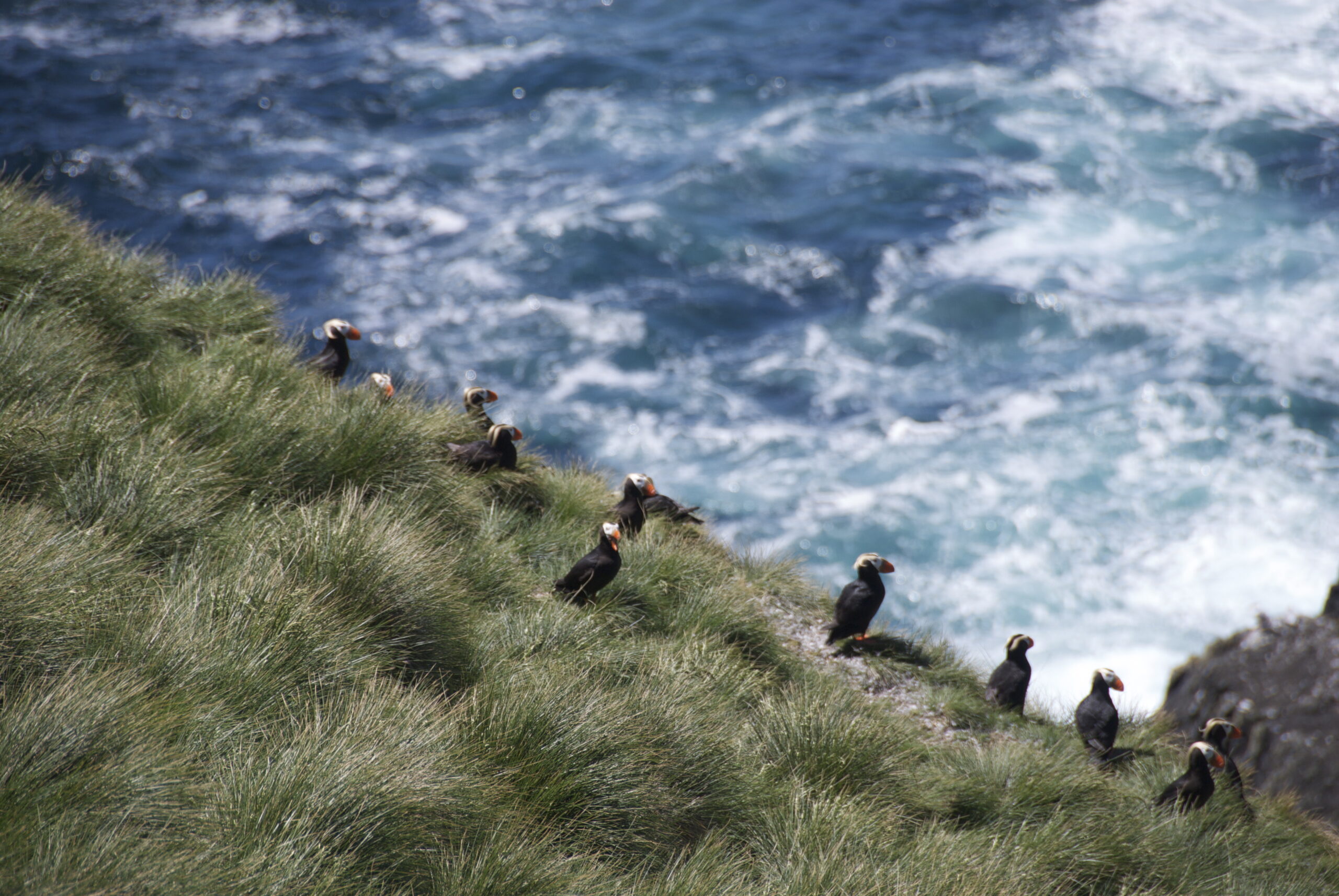 Tufted puffins stand in tussocks of grass overlooking the ocean, Photo by: Sabine Jessen