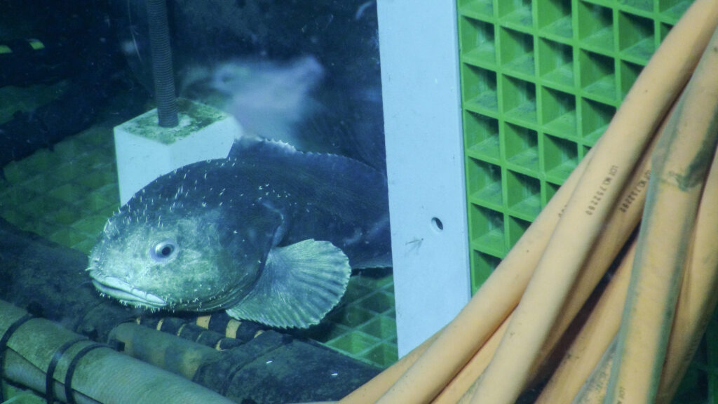 A blob sculpin rests on an Ocean Networks Canada deep sea instrument platform