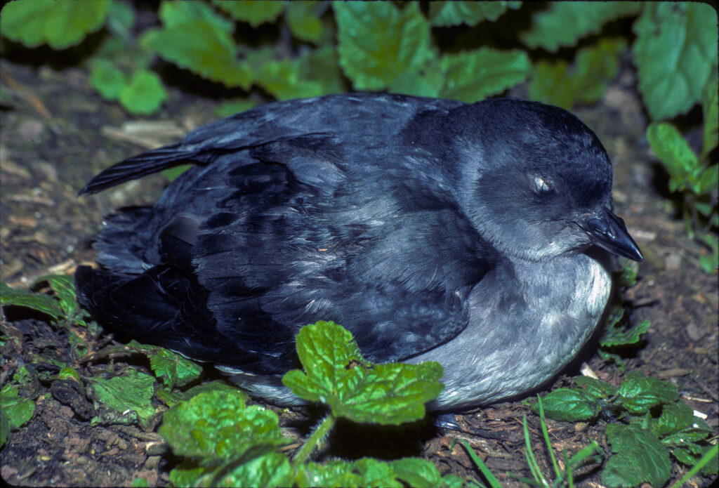 A Cassin's auklet, a dark coloured seabird, sleeping on the ground near vegetation