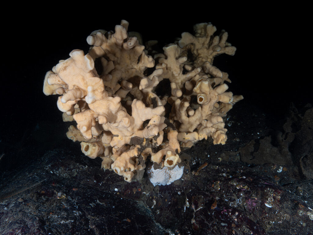 A cloud sponge on the seafloor Photo by: hewittdoesit (CC BY-NC 4.0), iNaturalist