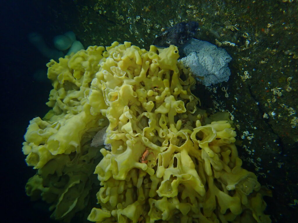 A small crustacean hides in cloud sponge kozymo (CC BY-NC 4.0), iNaturalist