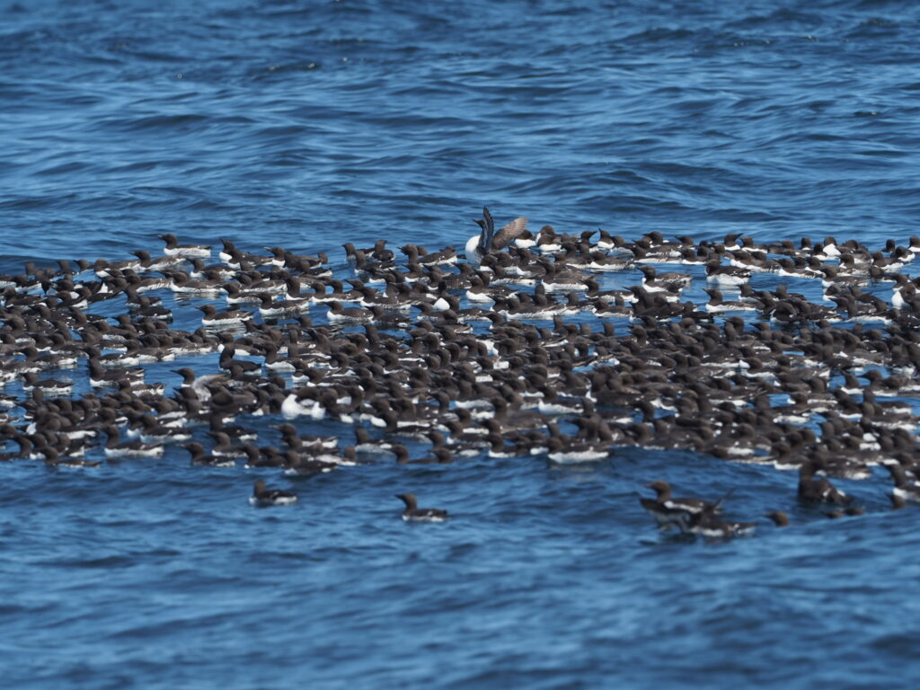 a flotilla of common murres, dark coloured seabirds, floating on top of the ocean