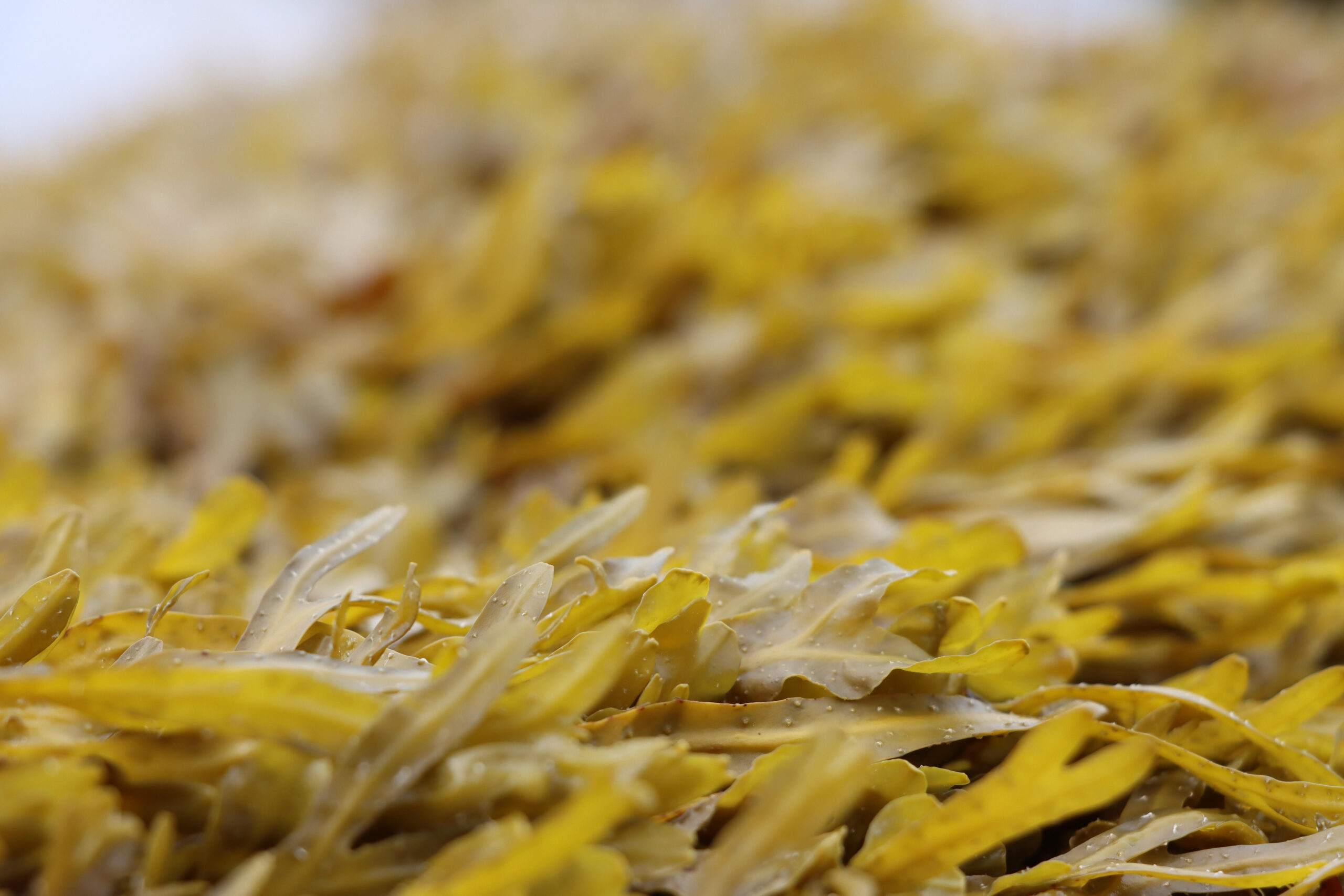 A close up image of light green colored seaweed