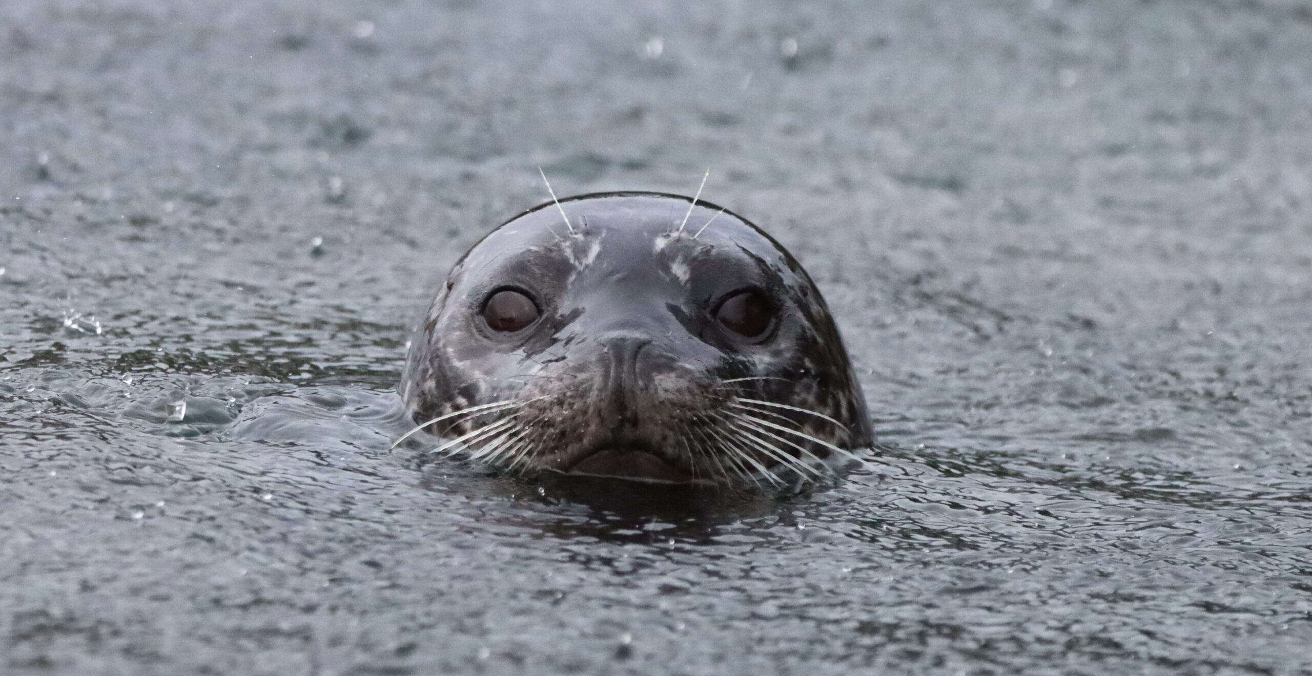 A harbour seal, colured dark gray, pokes its head above the water