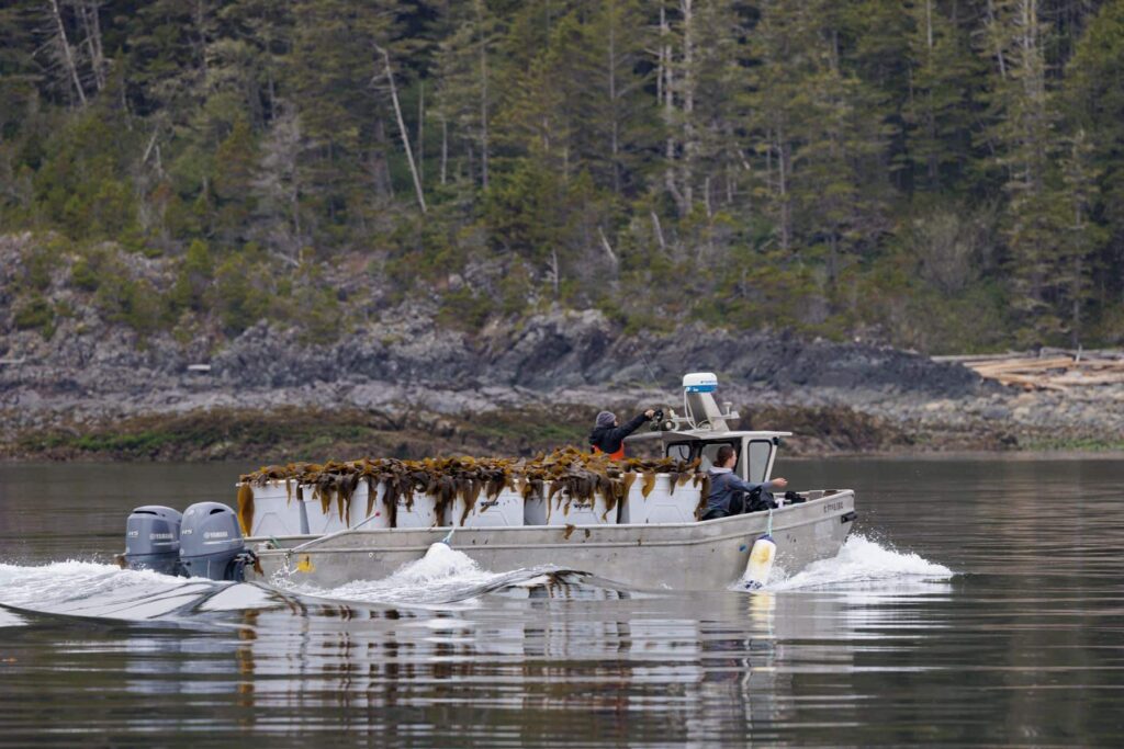 A motor boat loaded with kelp sails along a forested coast. Photo by: Markus Thompson