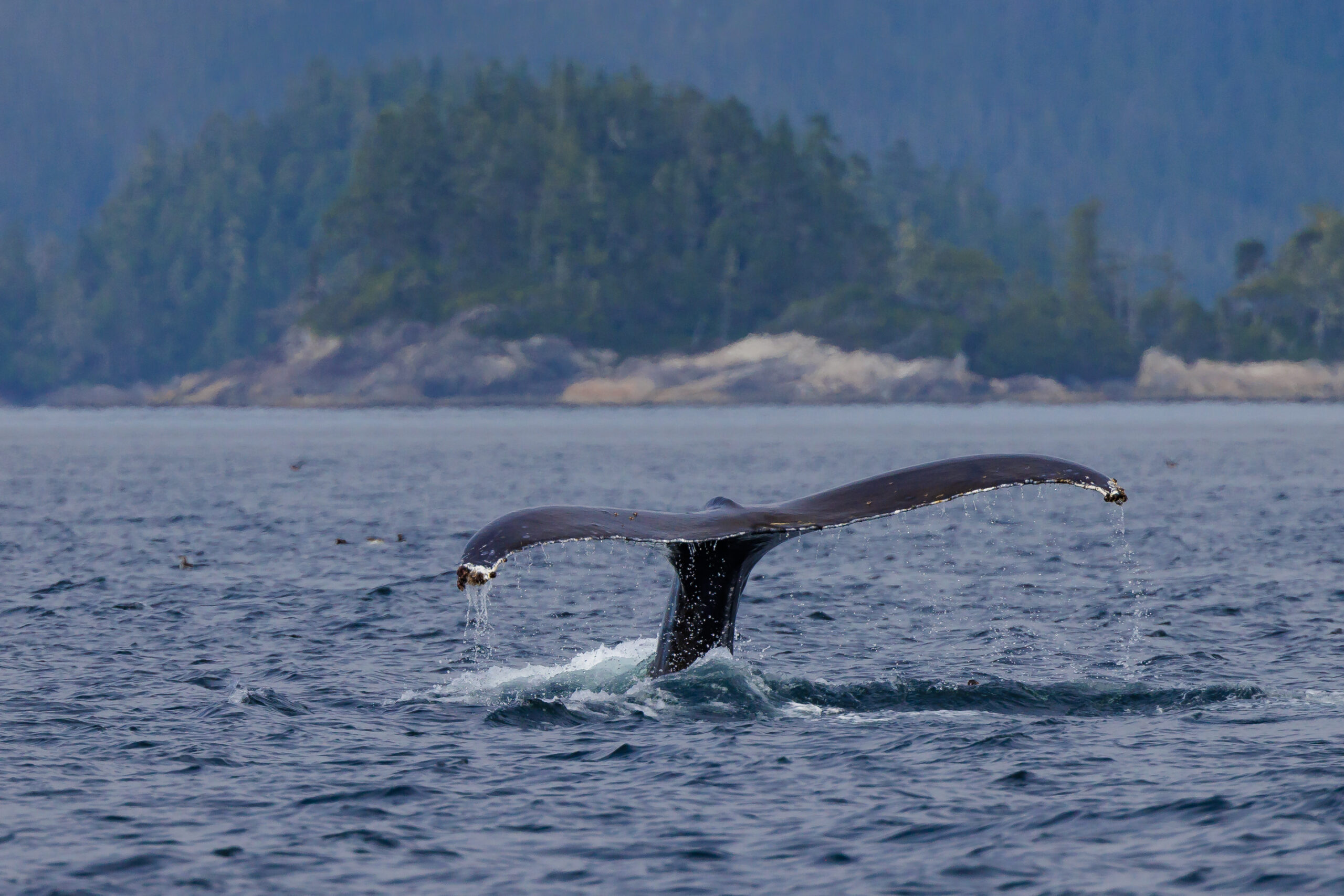 The tail of a humpback whale before it dives down below the ocean surface