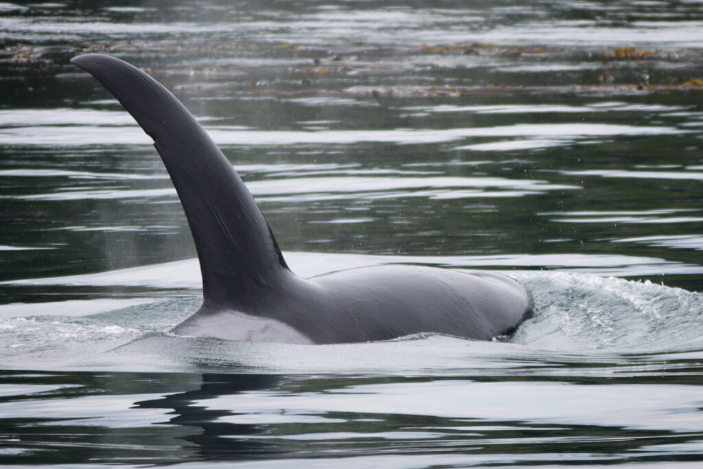 The dorsal fin of an orca above the ocean surface