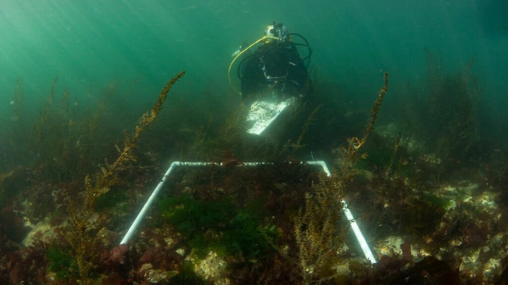 A scientific diver observes marine life in a survey quadrat. Photo by: Markus Thompson