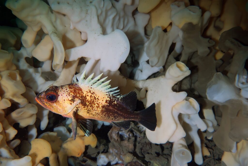 A quillback rockfish swims in front of glass sponges. Photo by: Rachel Munger (CC BY-NC 4.0) iNaturalist