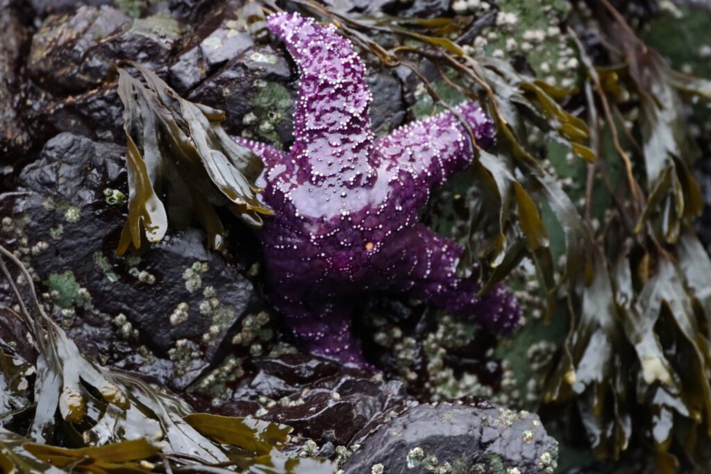A purple sea star on dark rocks