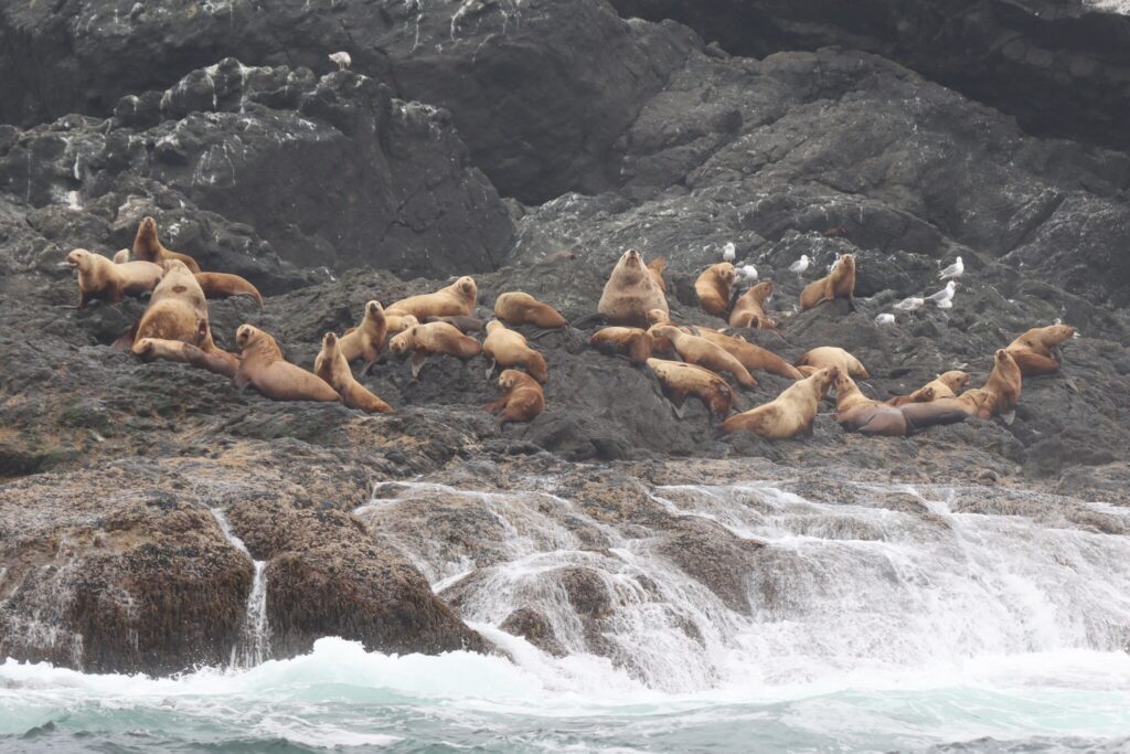 Steller sea lions lie on a rocks