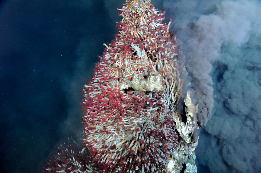 Tubeworms living on black smoker hydrothermal vent
