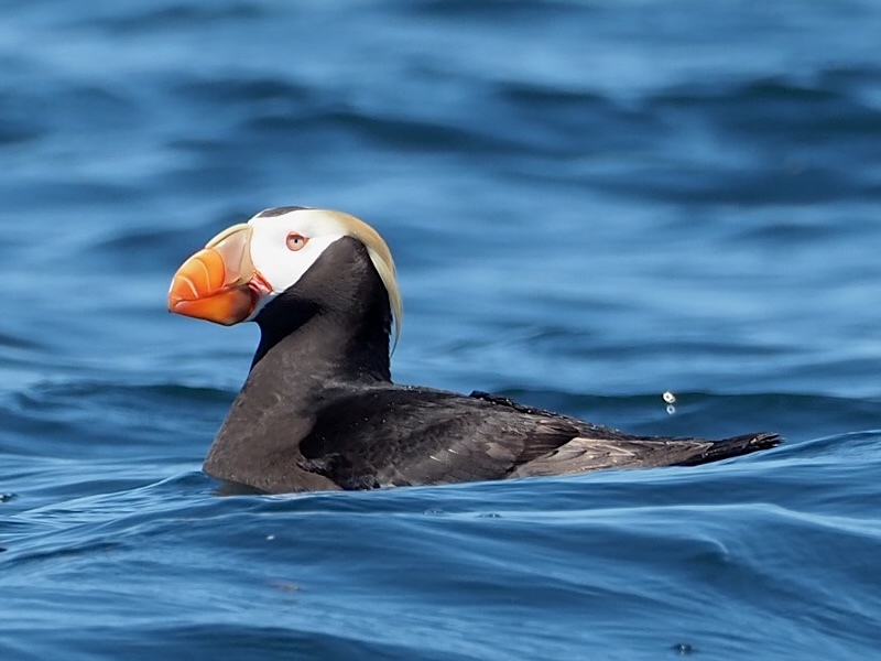 A tufted puffin with dark body, white face, bright orange beak, and yellow plumes above its eyes, floats on the ocean