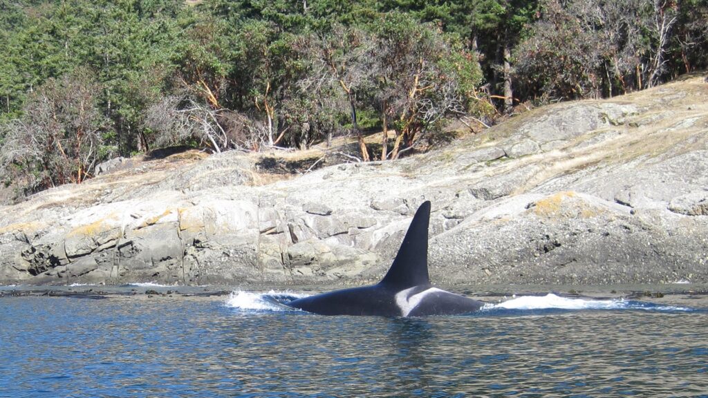 L79, a male Southern Resident killer whale, swims on the ocean surface by the shore