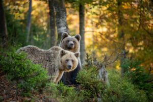 Grizzly Bears CPAWS-BC