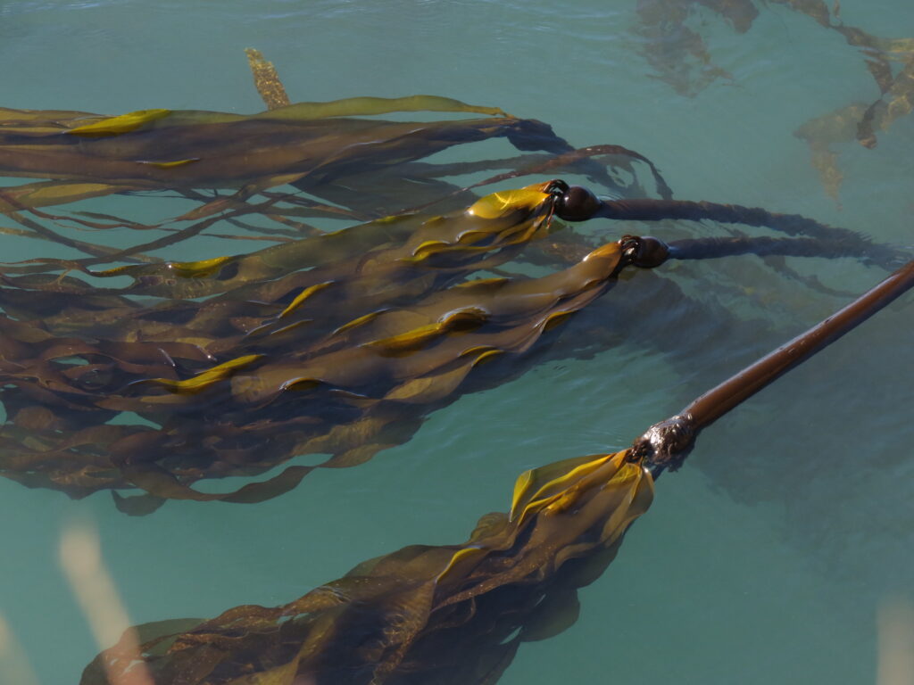 Bull kelp fronds float on the surface of the ocean