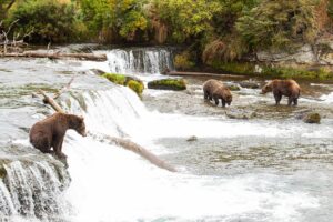 Grizzly Bears CPAWS-BC