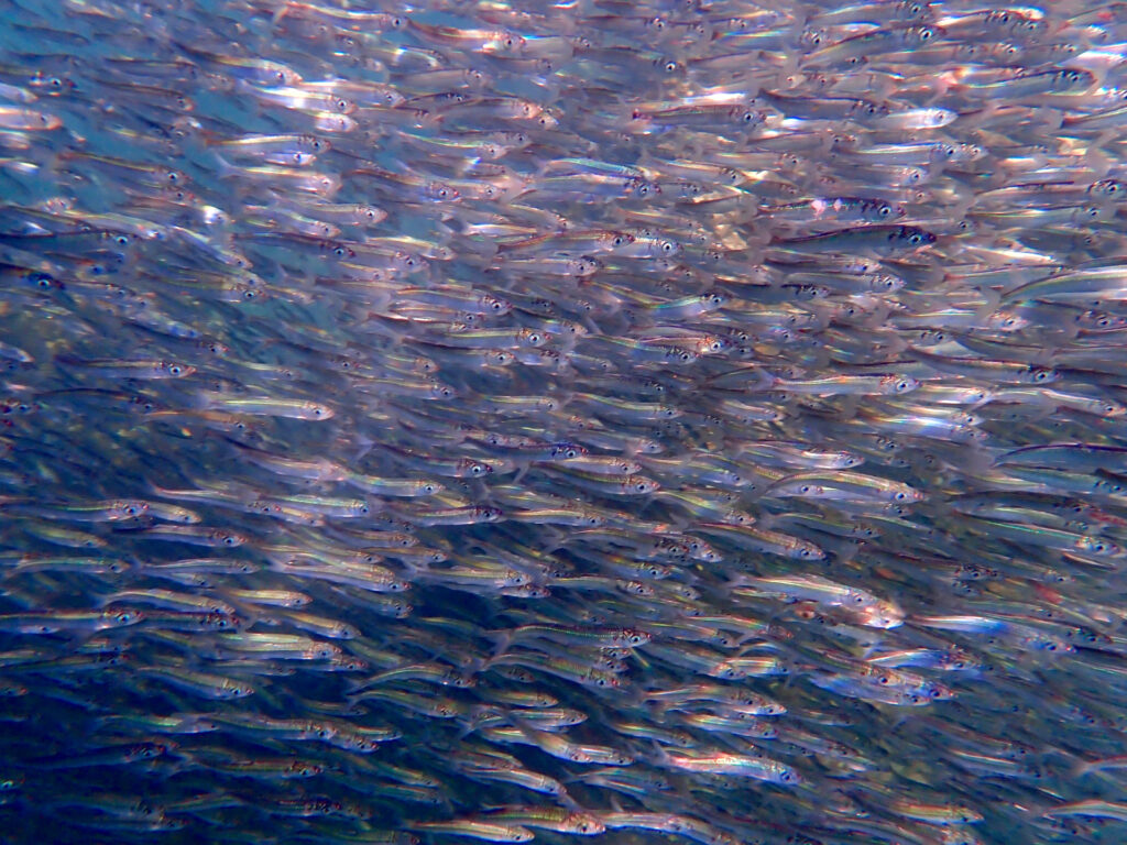 Pacific Herring form a shimmery school.