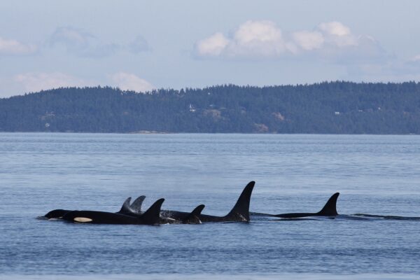 A pod of orcas swims with their heads and dorsal fins above the water