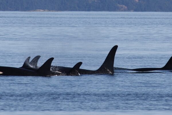 A pod of orcas swims with their heads and dorsal fins above the water