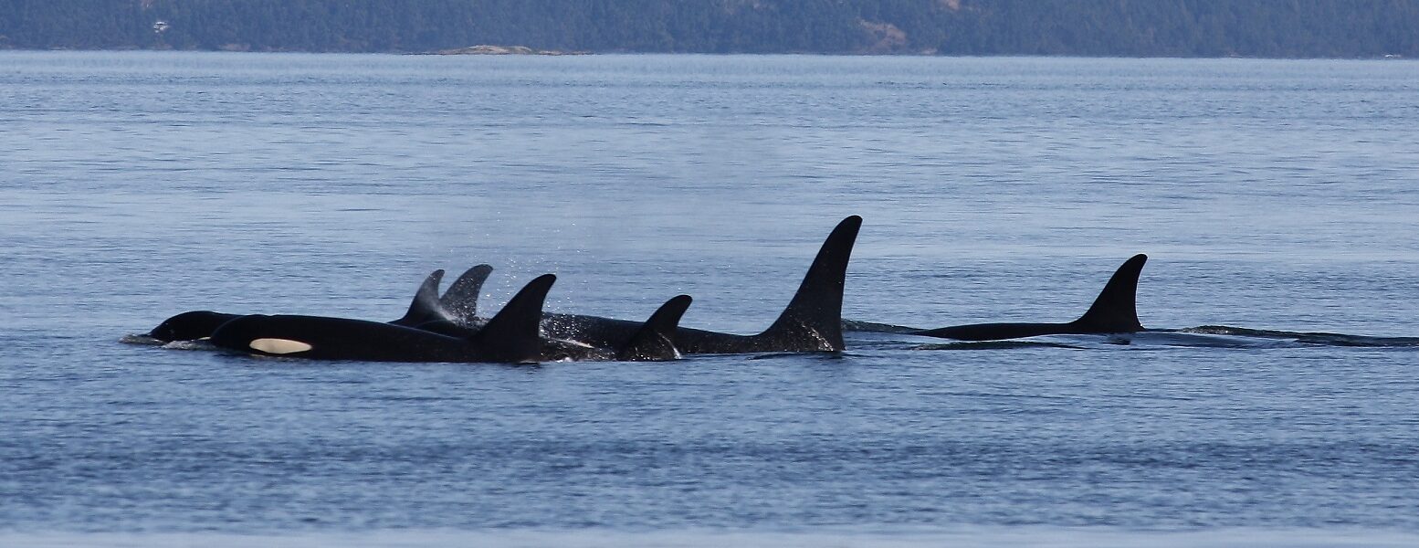 A pod of orcas swims with their heads and dorsal fins above the water