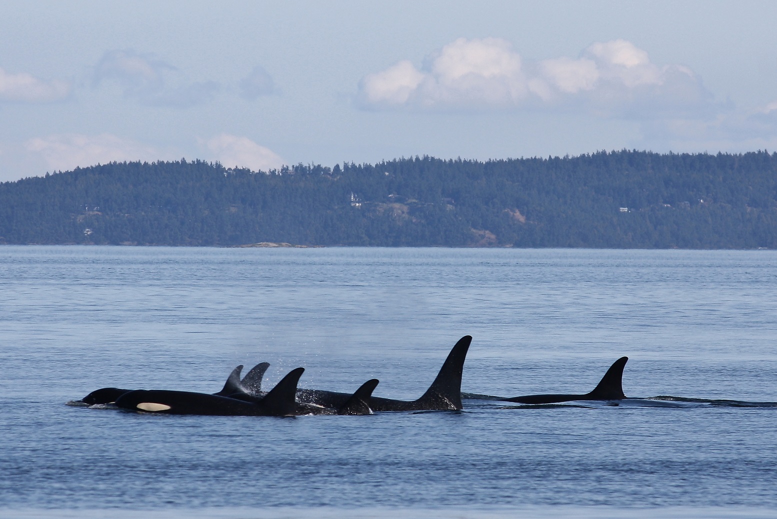 A pod of orcas swims with their heads and dorsal fins above the water