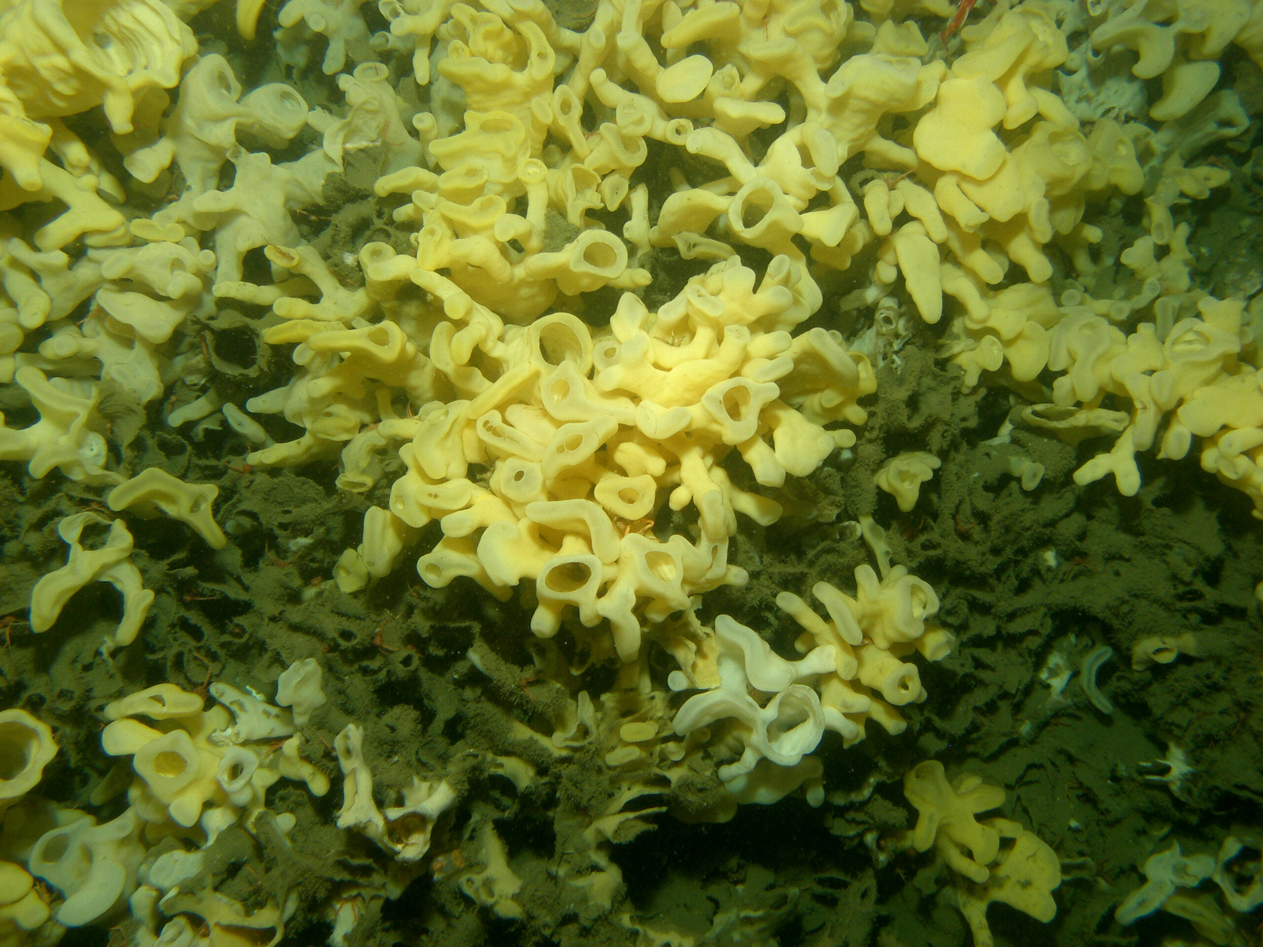 A crustacean peeks through a maze of yellow glass sponge reef