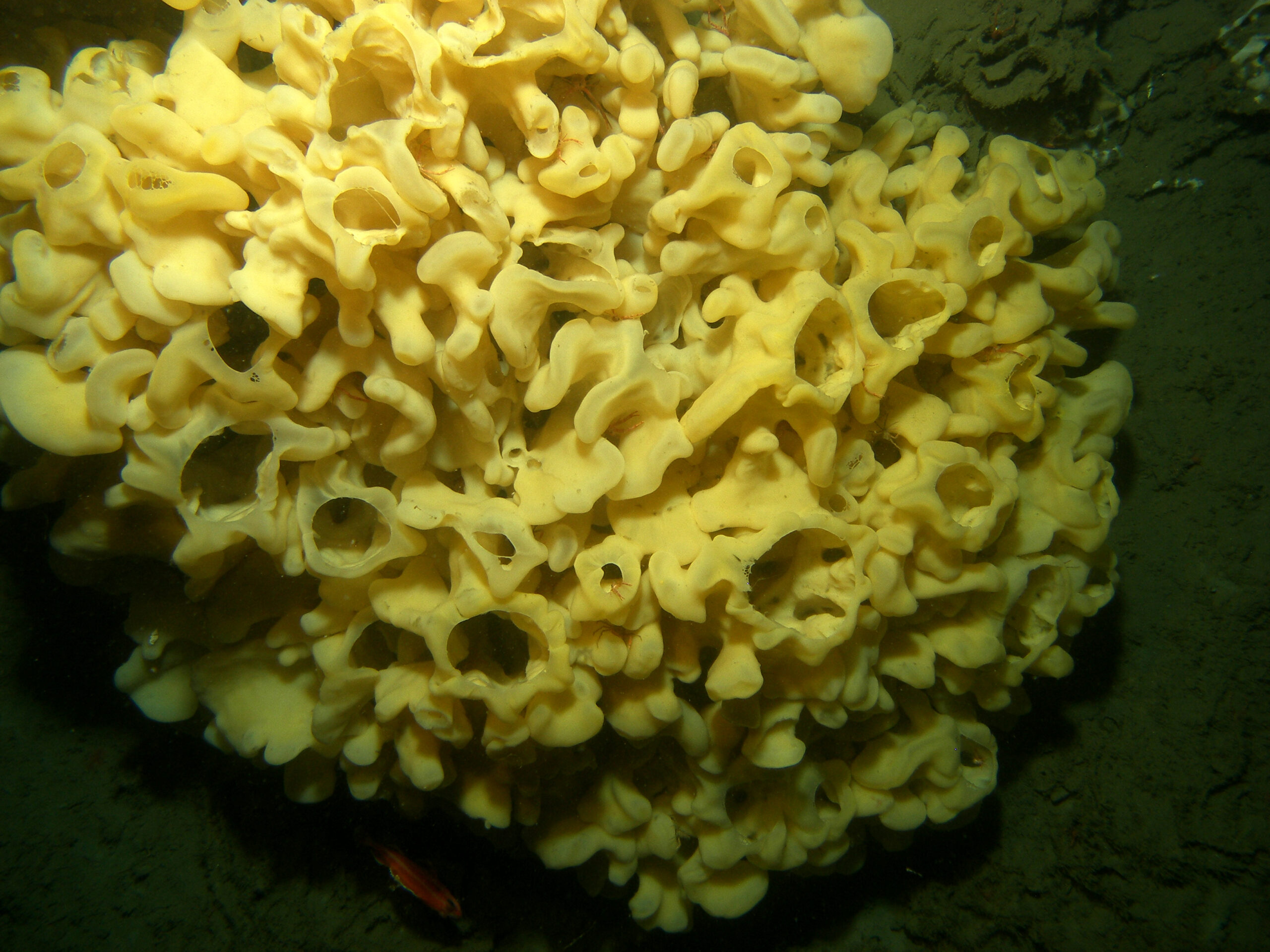 A small crustacean hides under a glass sponge. Photo by: Kim Conway