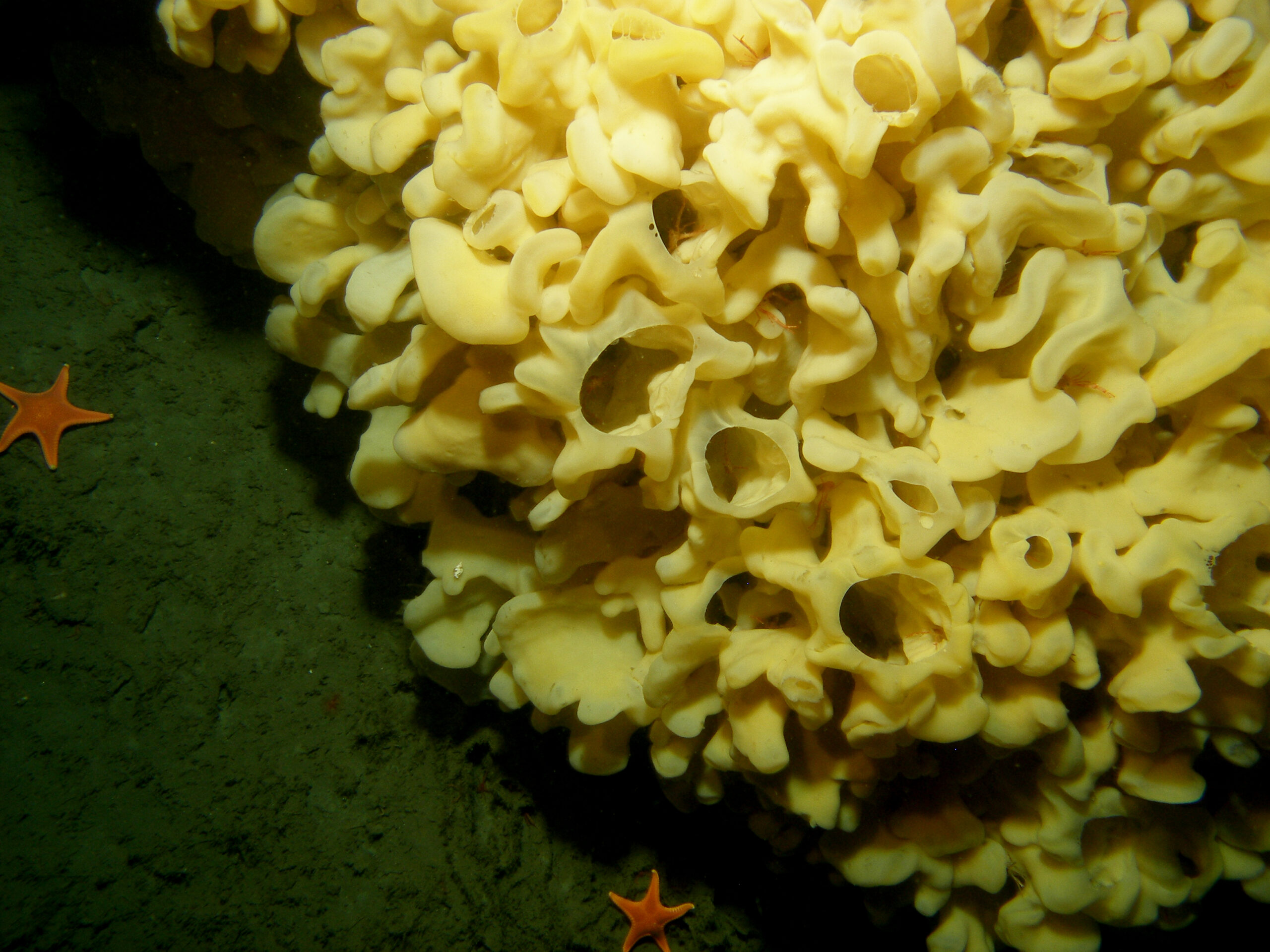 Sea stars beside a glass sponge. Photo by Kim Conway