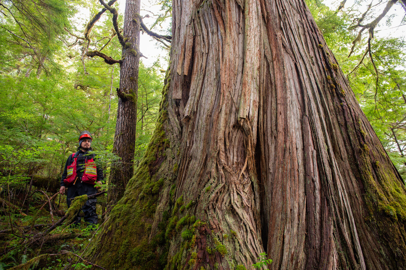  Vernon with Cedar Tree. Still from Keepers of the Land. Photo courtesy of Reel Causes. 