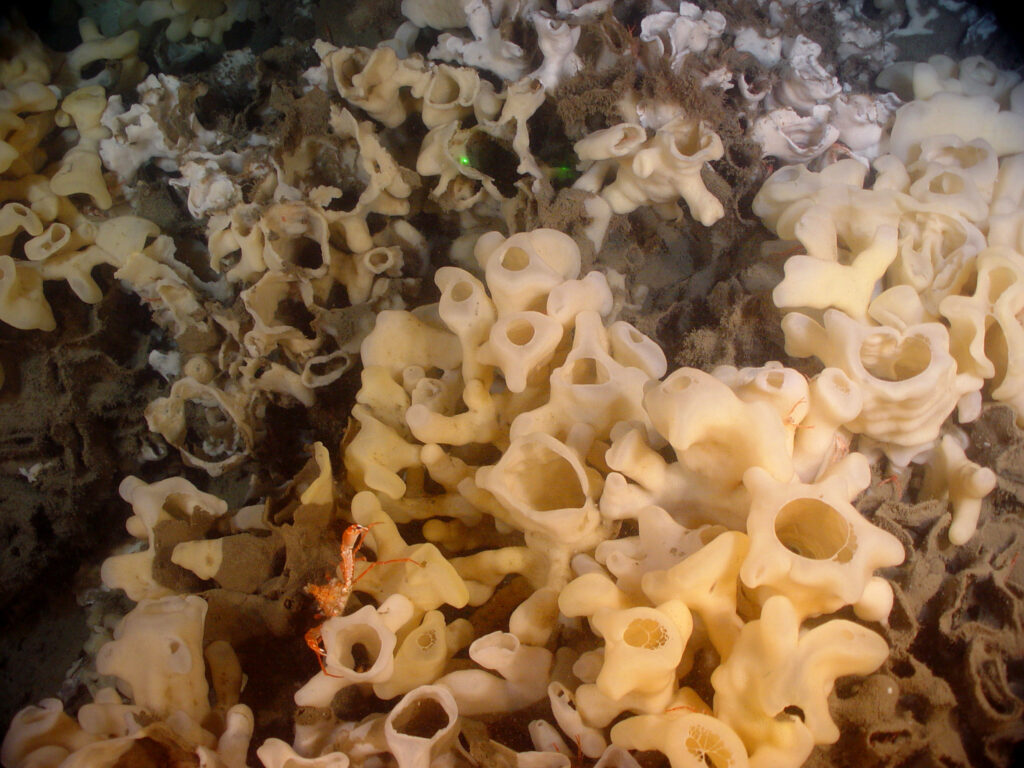 A crustacean peek through a maze of glass sponges