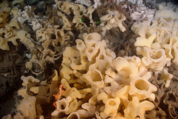 A crustacean peek through a maze of glass sponges