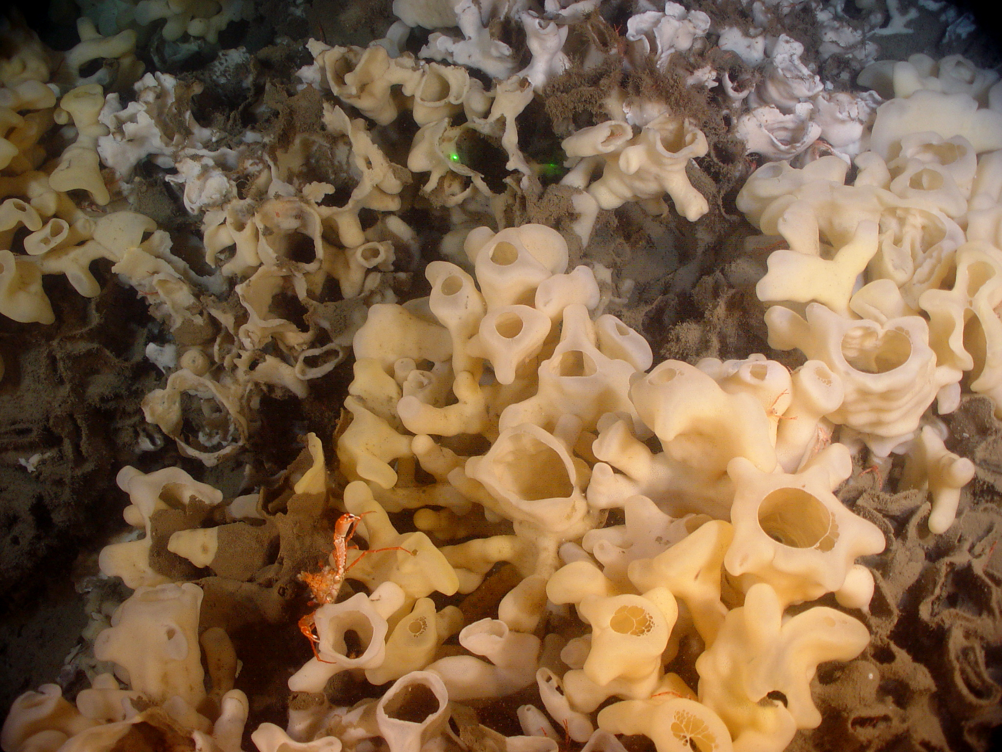 A crustacean peek through a maze of glass sponges